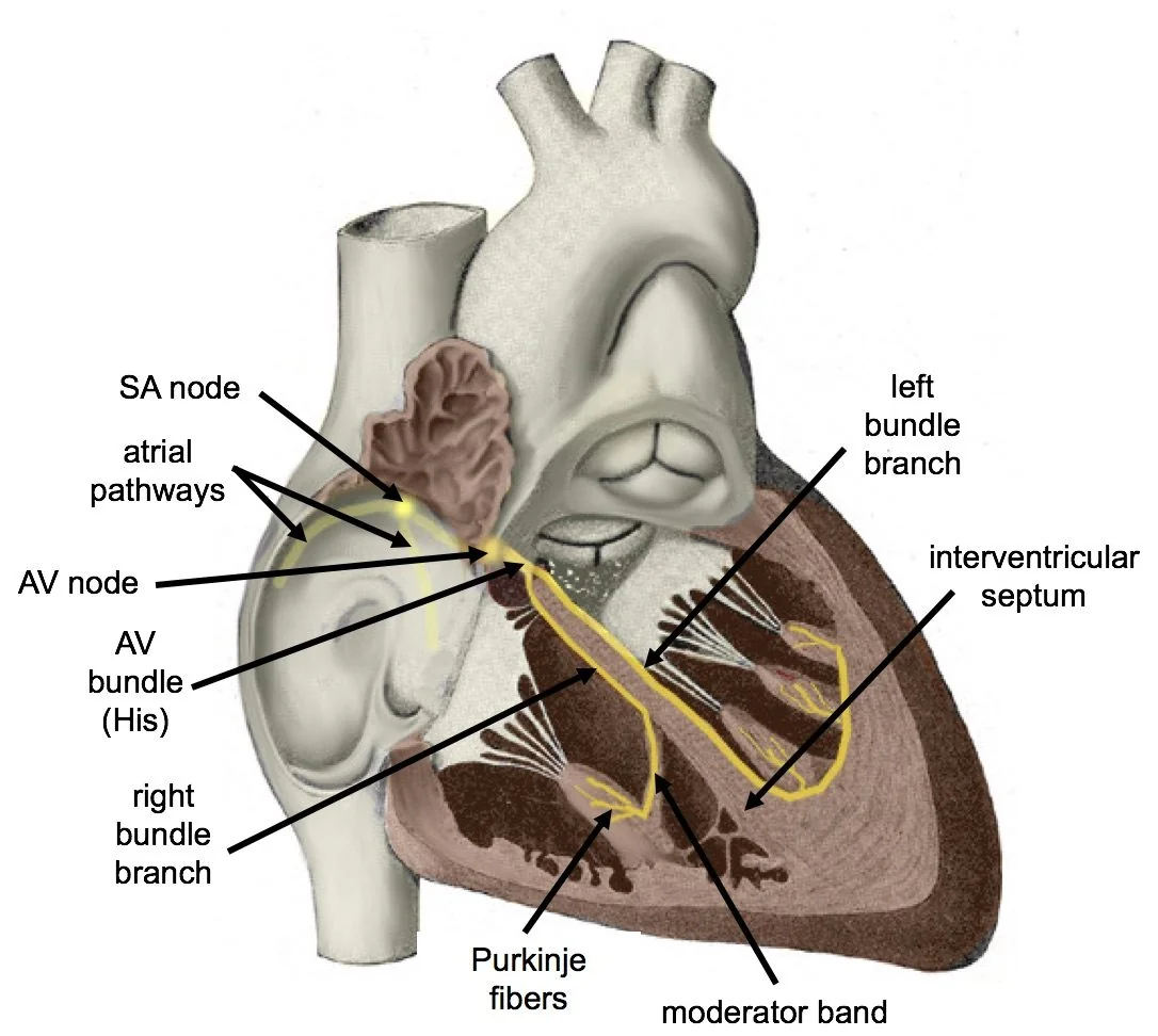 Cut-away anatomical diagram of the heart with the conducting system highlighted in yellow and labelled: sinoatrial node, atrial pathways, atrioventricular node, atrioventricular bundle of His, right and left bundle branches, Purkinje fibres, interventricular septum and moderator band.