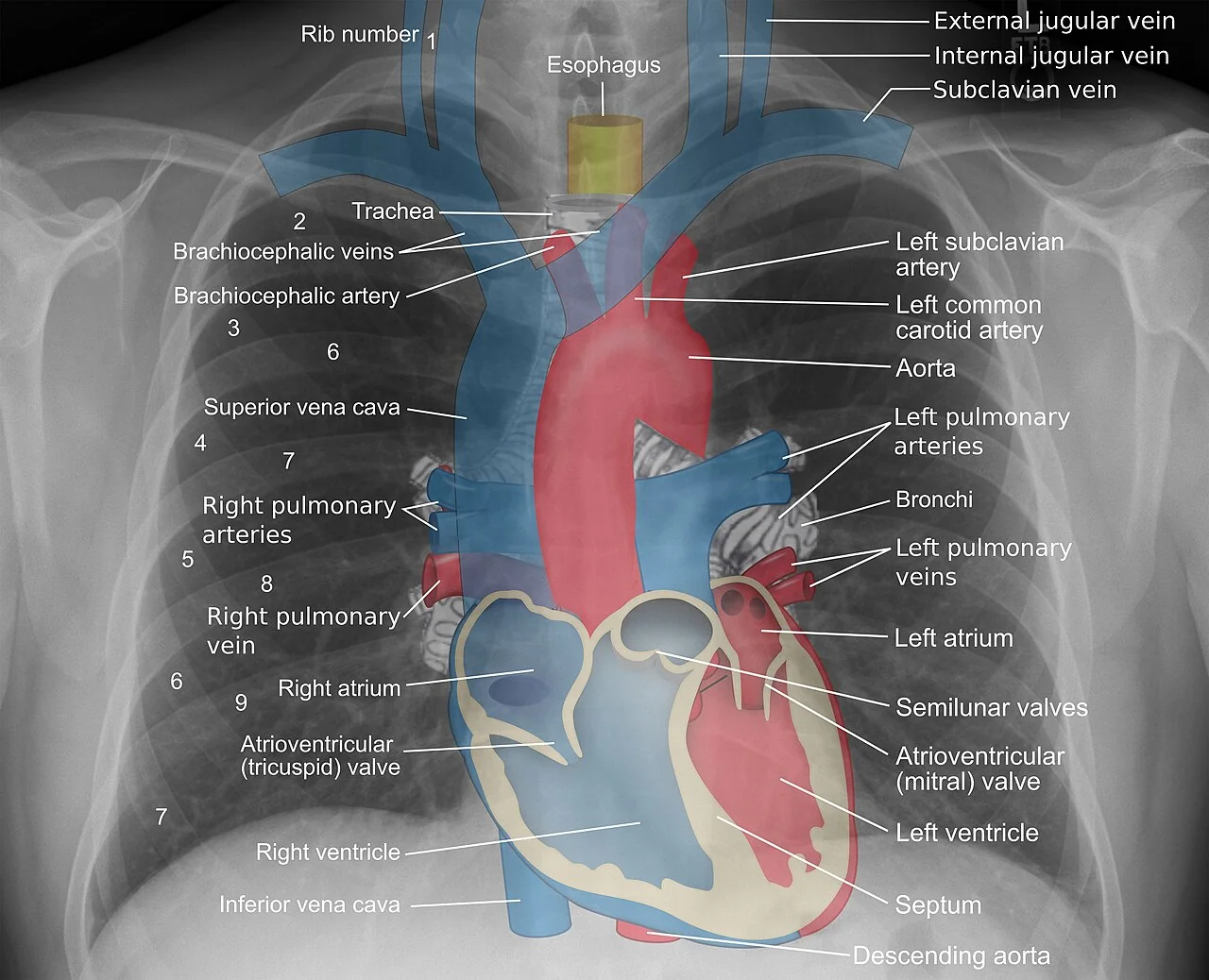A frontal chest radiograph overlaid with coloured anatomical diagrams and labels identifying the trachea, bronchi, oesophagus, superior and inferior vena cava, brachiocephalic vessels, aorta, pulmonary arteries and veins, the four cardiac chambers and valves, and numbered ribs.