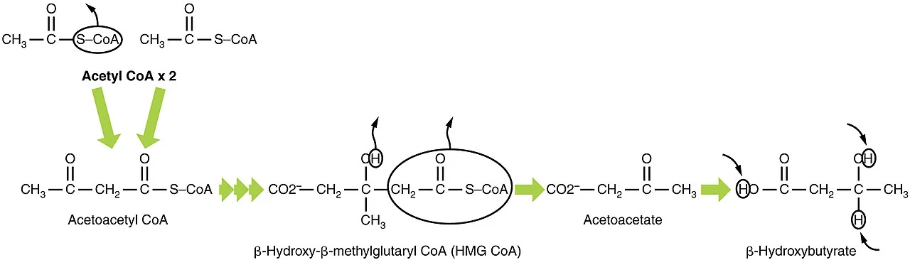 Chemical pathway diagram showing two molecules of acetyl-CoA combining to form acetoacetyl-CoA, then HMG-CoA, then acetoacetate, and finally beta-hydroxybutyrate, with structural formulae and green arrows between each step.