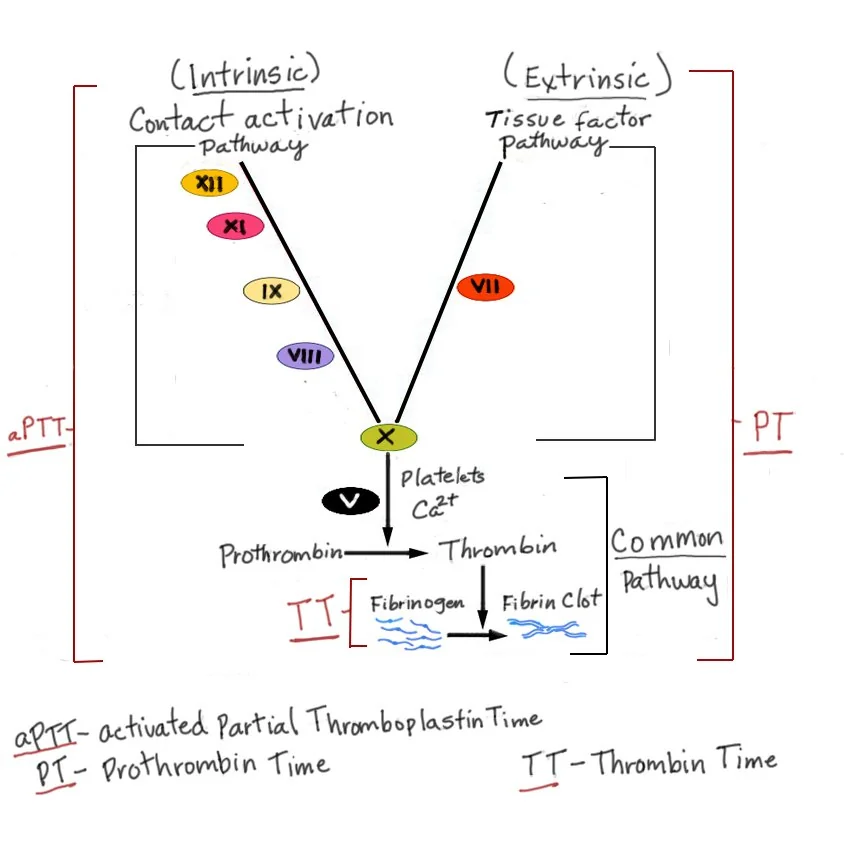 Diagram of the coagulation cascade showing the intrinsic, extrinsic and common pathways, annotated with which laboratory test assesses each pathway.