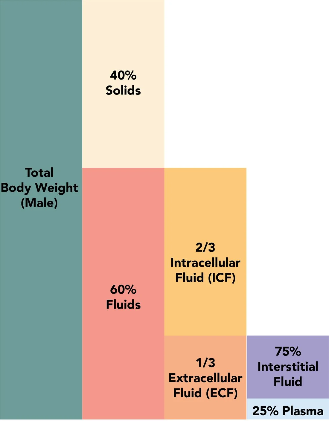 Schematic diagram showing the relative volumes of body fluid compartments in an adult, with total body water divided into the larger intracellular compartment and the smaller extracellular compartment, which is further split into interstitial fluid and plasma.