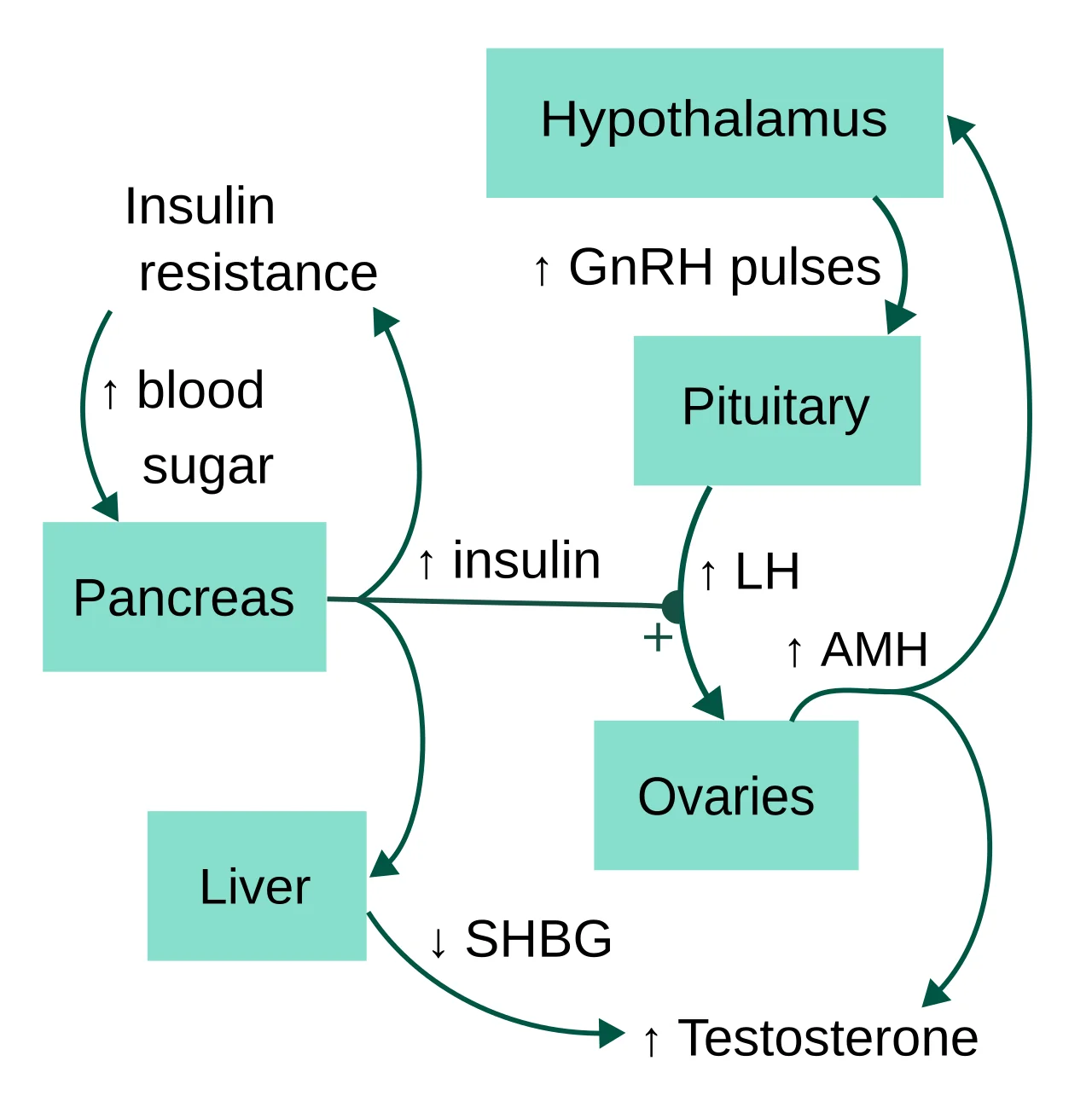 Diagram showing the hypothalamic-pituitary-ovarian axis disruption in PCOS: increased GnRH pulses raise LH, which stimulates ovarian androgen production; insulin resistance raises insulin, which further raises testosterone via reduced SHBG and enhanced LH effect.