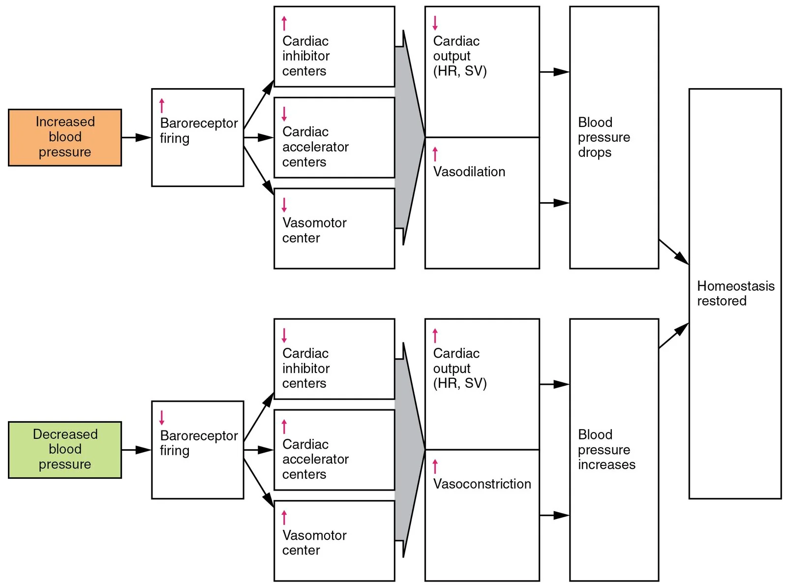Flow chart with two pathways. In the lower pathway, decreased blood pressure reduces baroreceptor firing, which increases cardiac accelerator and vasomotor centre activity, raising cardiac output and causing vasoconstriction so that blood pressure increases and homeostasis is restored.