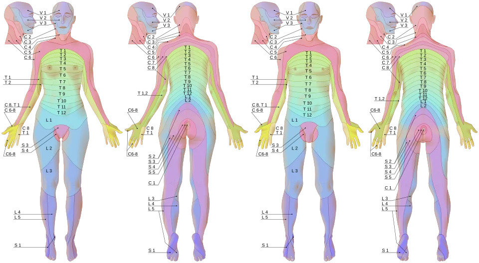 Front and back views of the human body with dermatomes mapped and labelled by spinal segment, from the trigeminal divisions of the face down through cervical, thoracic, lumbar and sacral levels to the feet.