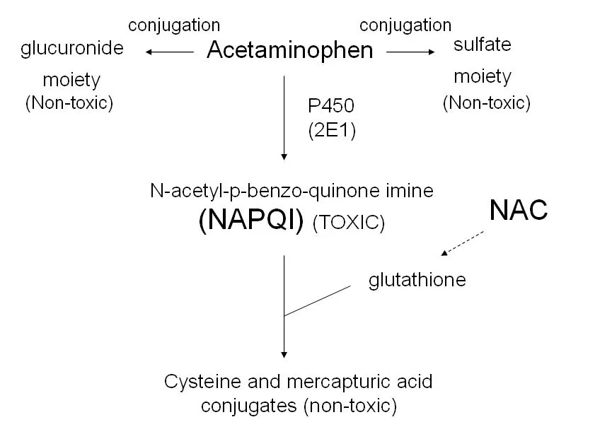 Flow diagram of paracetamol metabolism: most is conjugated to non-toxic glucuronide and sulfate moieties, while a small proportion is metabolised by cytochrome P450 2E1 to the toxic metabolite NAPQI, which is detoxified by glutathione to non-toxic cysteine and mercapturic acid conjugates. N-acetylcysteine acts by replenishing glutathione.