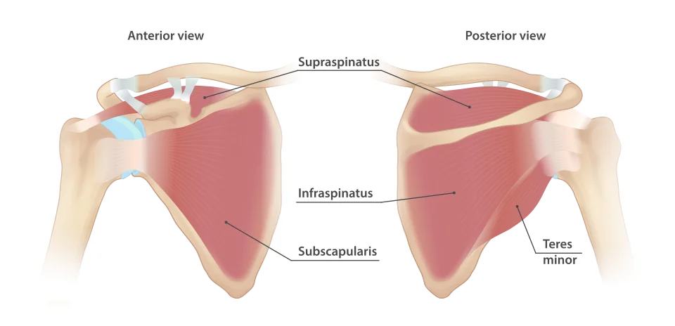 Anterior and posterior views of the shoulder showing the four rotator cuff muscles: subscapularis on the front of the scapula, and supraspinatus, infraspinatus and teres minor on the back, all converging as tendons onto the head of the humerus.