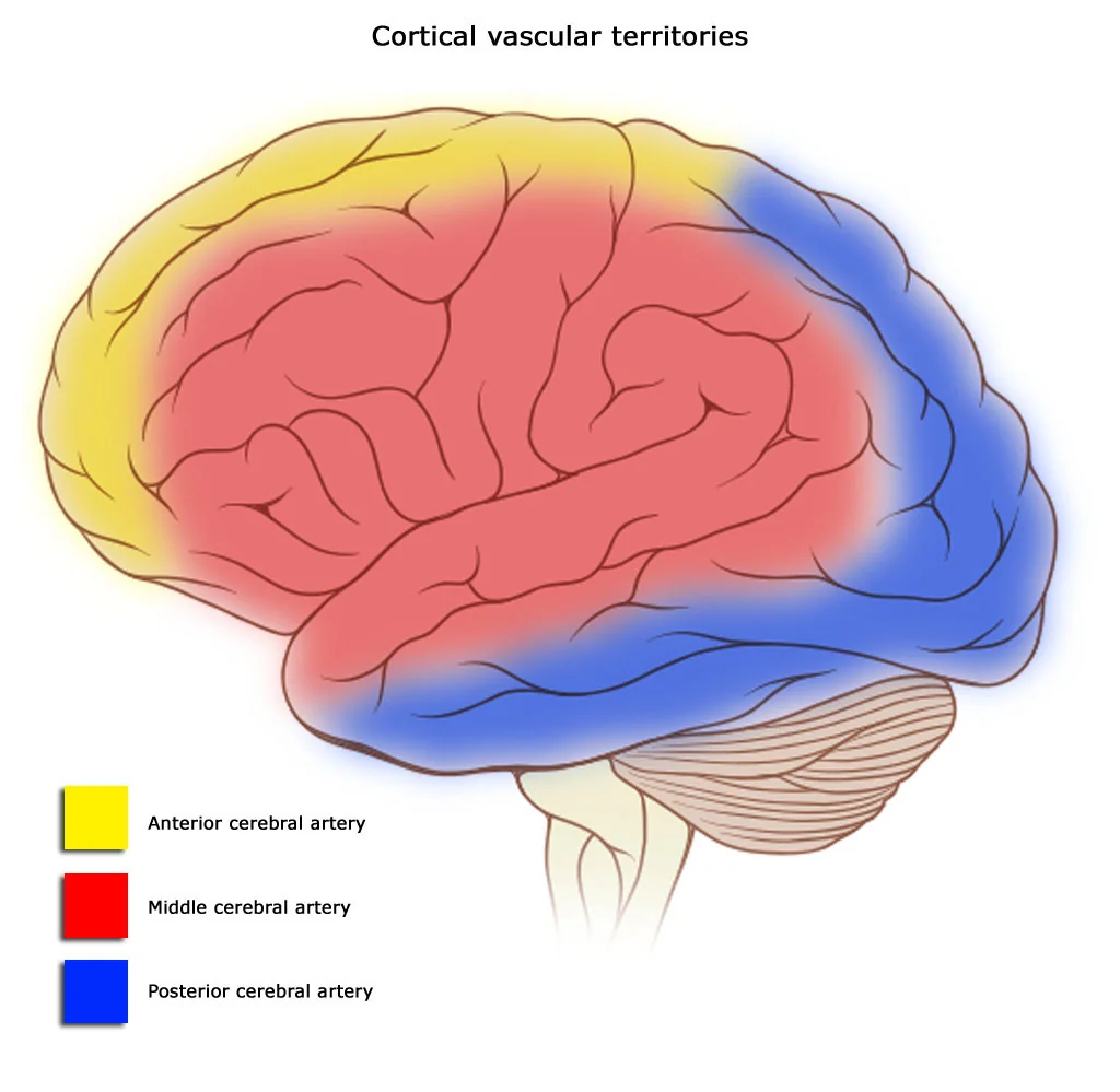 Lateral view of the brain with the cortical vascular territories coloured: yellow for the anterior cerebral artery, red for the middle cerebral artery, and blue for the posterior cerebral artery.