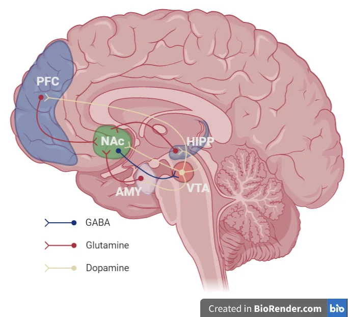 Diagram of the mesocorticolimbic reward circuit, showing dopaminergic, GABAergic and glutamatergic connections between the ventral tegmental area, nucleus accumbens, prefrontal cortex, amygdala and hippocampus.