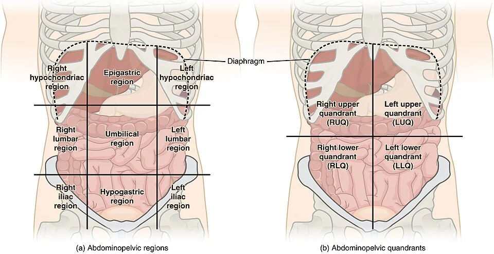 Two diagrams of the anterior abdominal wall. The left shows the nine abdominal regions - right and left hypochondrium, epigastric, right and left lumbar, umbilical, right and left iliac, and hypogastric. The right shows the four quadrants divided by vertical and horizontal lines through the umbilicus.