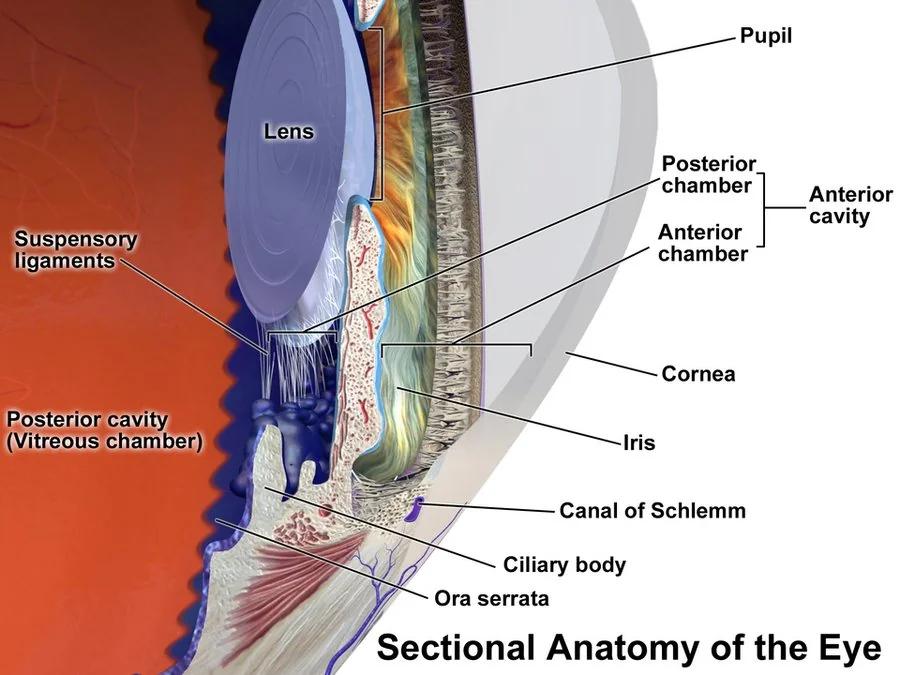 Labelled cross-sectional diagram of the human eye showing the cornea, anterior chamber, iris, pupil, lens, ciliary body, sclera, choroid, retina, macula, optic nerve and vitreous humour.