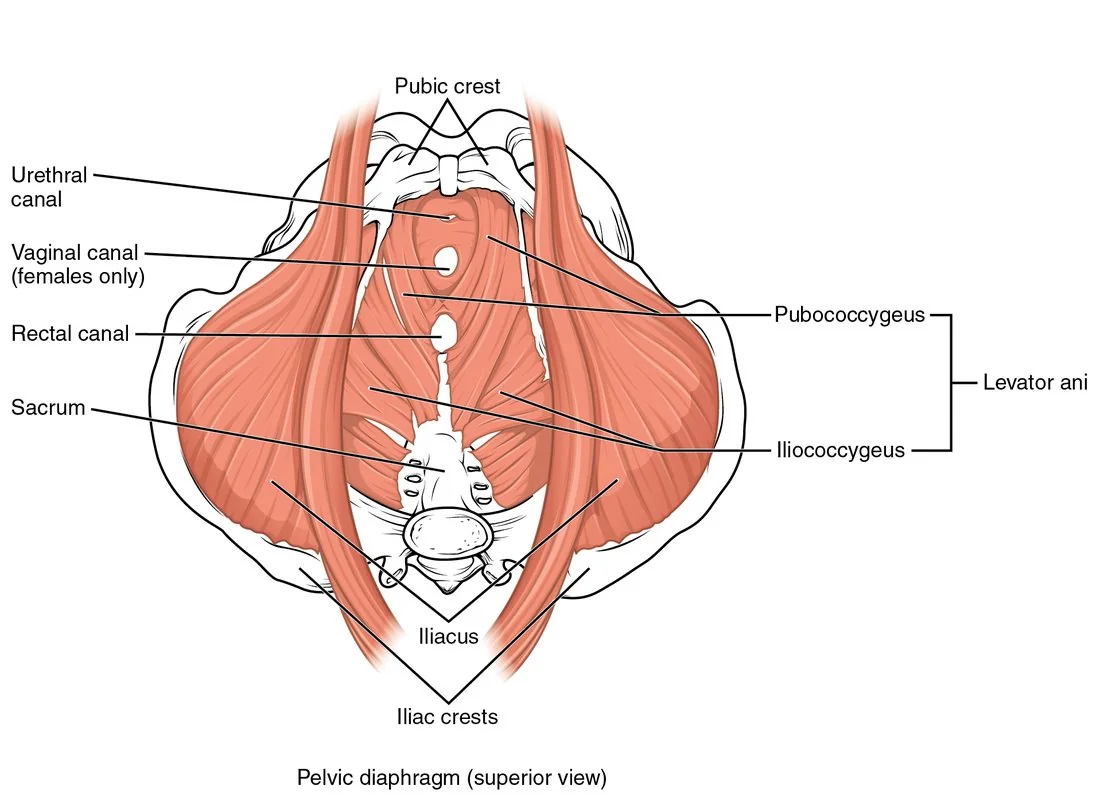 Anatomical illustration of the muscles of the pelvic floor viewed from above, showing the levator ani group and coccygeus forming a muscular sling with openings for the urethra, vagina and rectum.