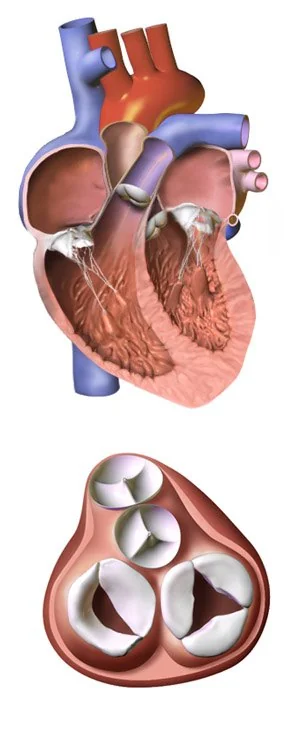 Illustration of the four heart valves viewed from above with the atria removed: the aortic and pulmonary valves anteriorly and the mitral and tricuspid valves posteriorly.