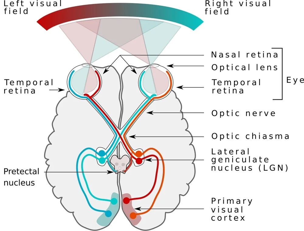 Labelled diagram of the human visual pathway seen from above, showing the left and right visual fields projecting onto the nasal and temporal retinae, the optic nerves, the decussation of nasal fibres at the optic chiasm, the optic tracts, the lateral geniculate nuclei, the pretectal nuclei and the optic radiations reaching the primary visual cortex.